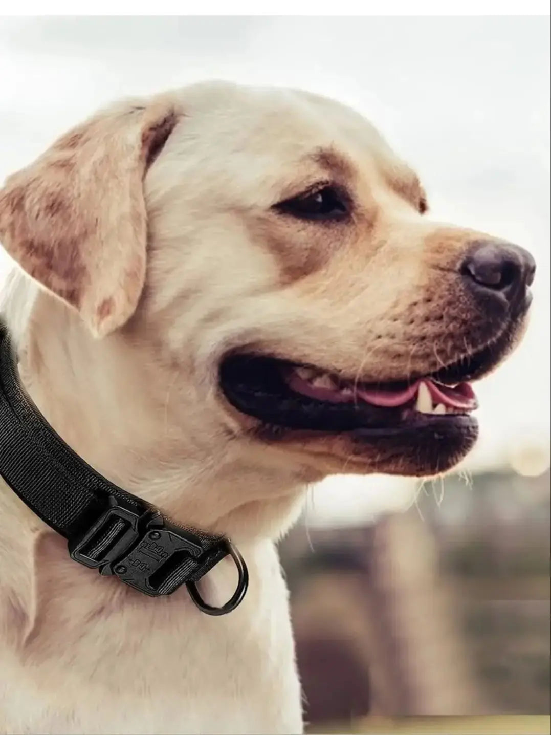 Tactical Dog Collar, Suitable for Medium to Large Dogs. Adjustable Military Training Nylon Dog Collar with Control Handle and Heavy Metal Buckle