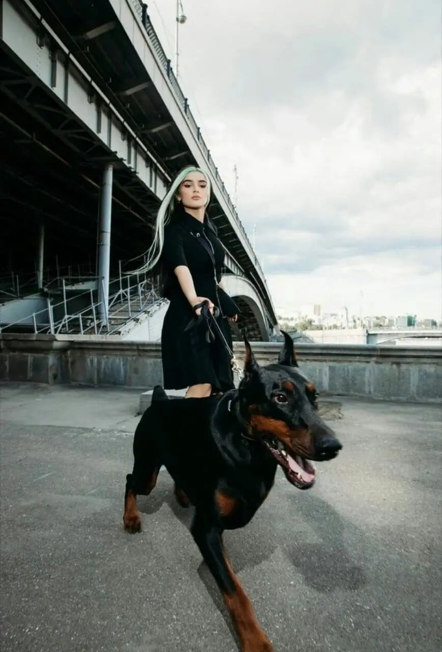 Military-Grade Tactical Dog Collar with Handle Heavy Duty Collar for Medium and Large Dogs Provides Ultimate Control