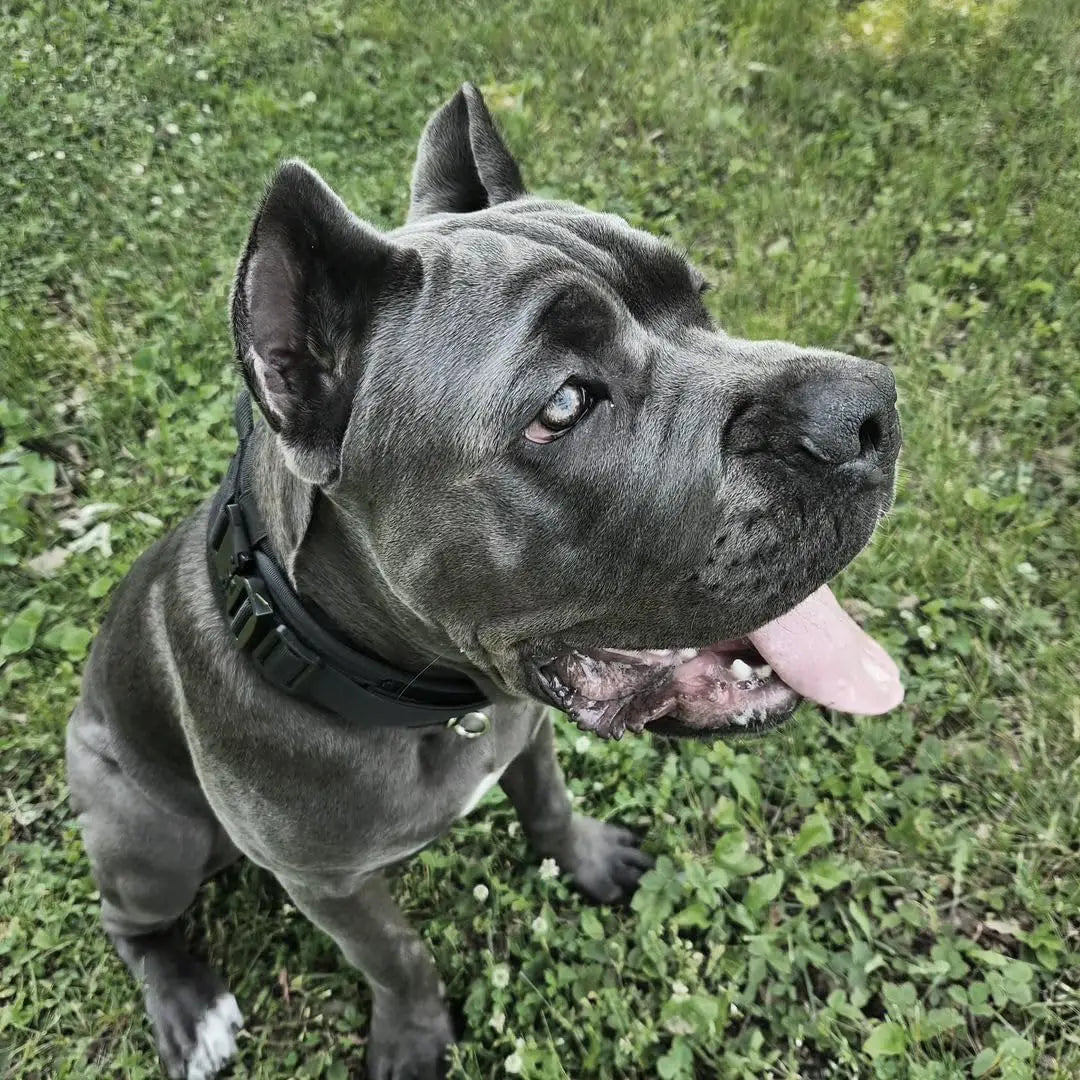 Military-Grade Tactical Dog Collar with Handle Heavy Duty Collar for Medium and Large Dogs Provides Ultimate Control