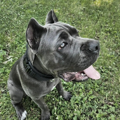 Military-Grade Tactical Dog Collar with Handle Heavy Duty Collar for Medium and Large Dogs Provides Ultimate Control